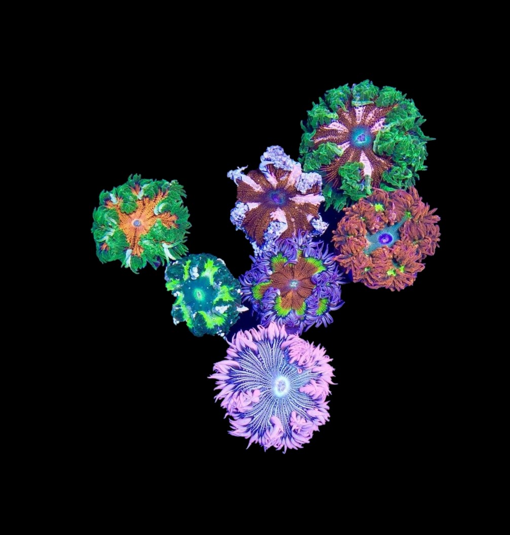 Ultra Rock Flower Anemone