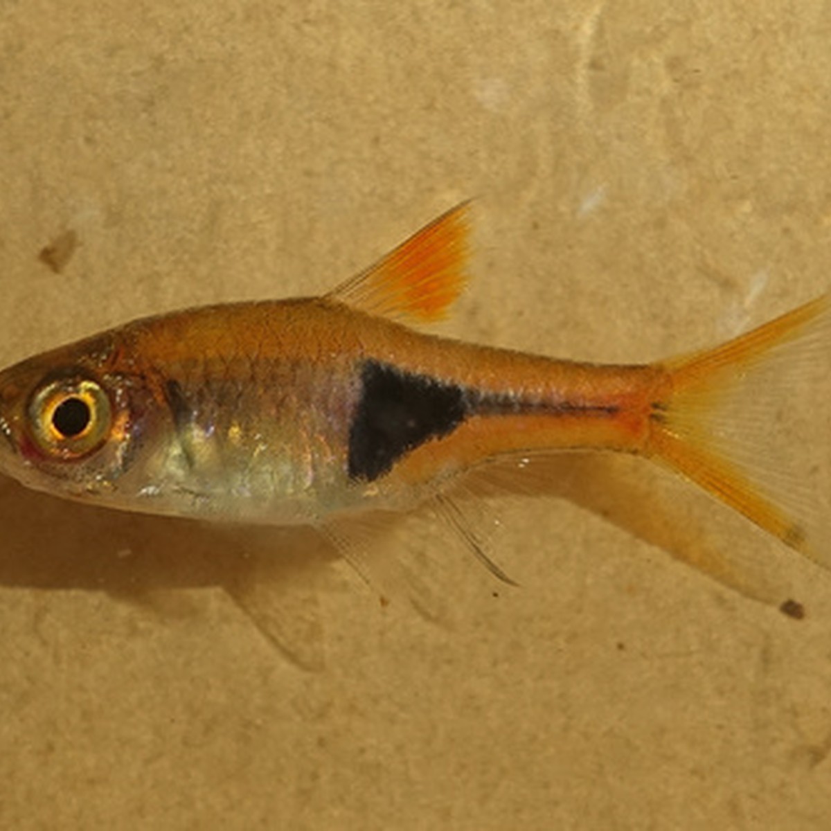 Purple Harlequin Rasbora