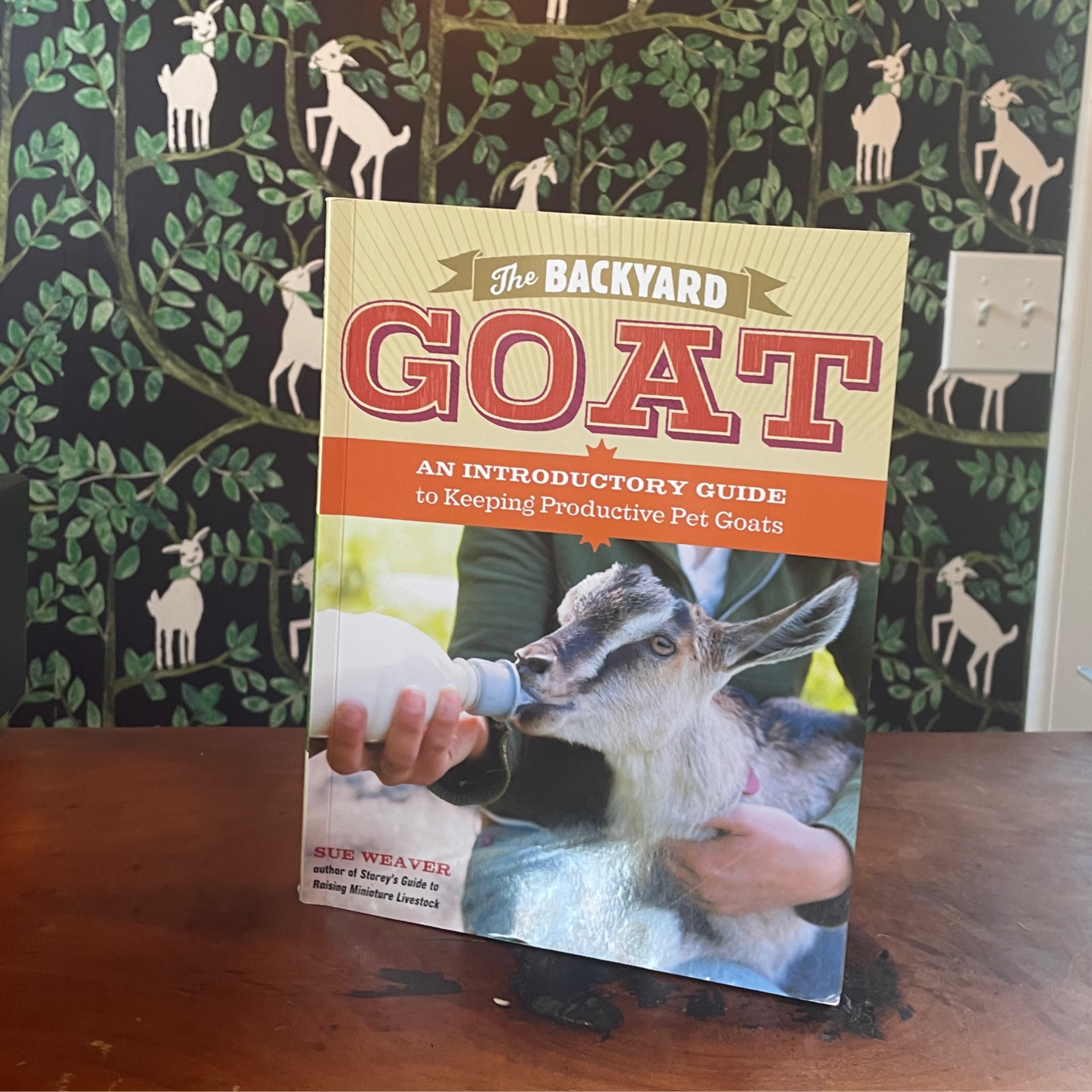 Backyard Goat