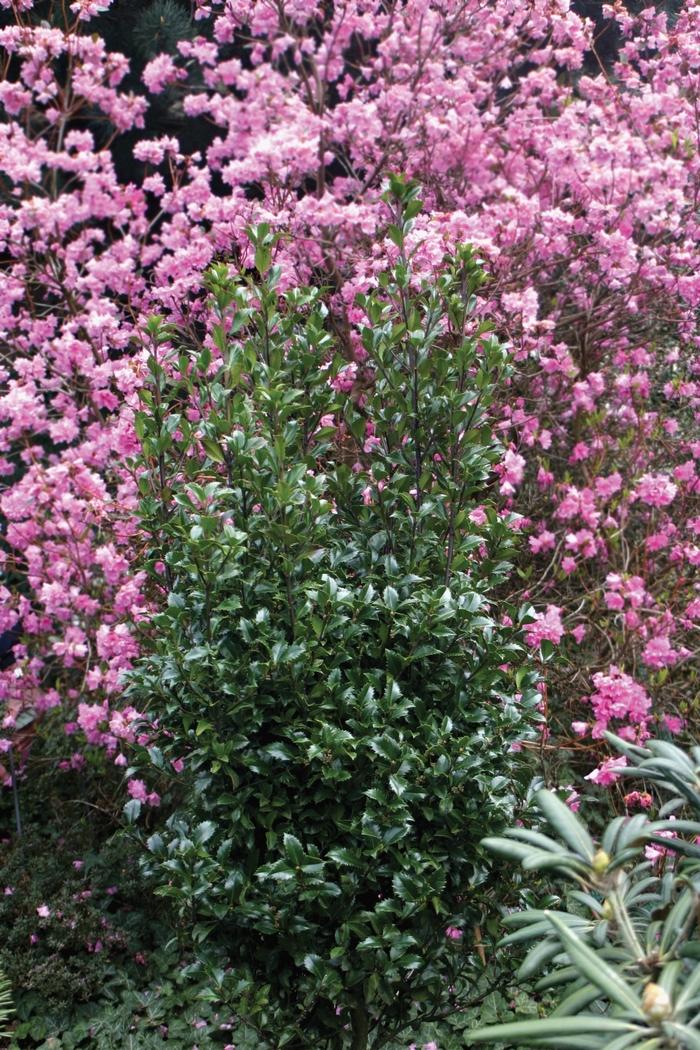 Holly China Boy 3 Gal