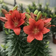 Summer Scarlet Asiatic Lily (Lilium), 1 gallon