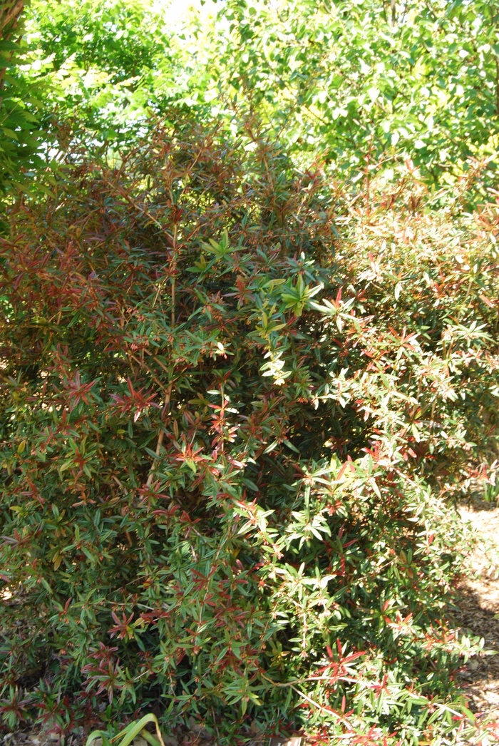 Barberry Admiration 2 Gal