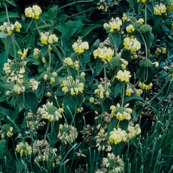 Jerusalem Sage 1 Gal