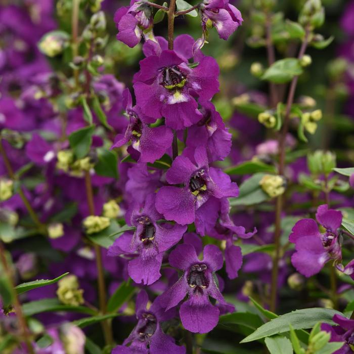Angelonia Angelmist Mix 12" HB