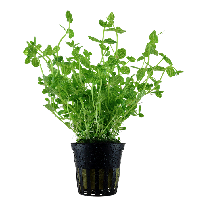 Limnophila Belem Pot