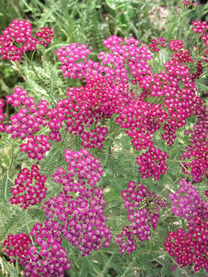 Yarrow Red 1 Gal