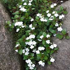 Whitewater Speedwell (Veronica), 4.5"