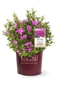 Autumn Amethyst Encore Azalea, 3 gallon