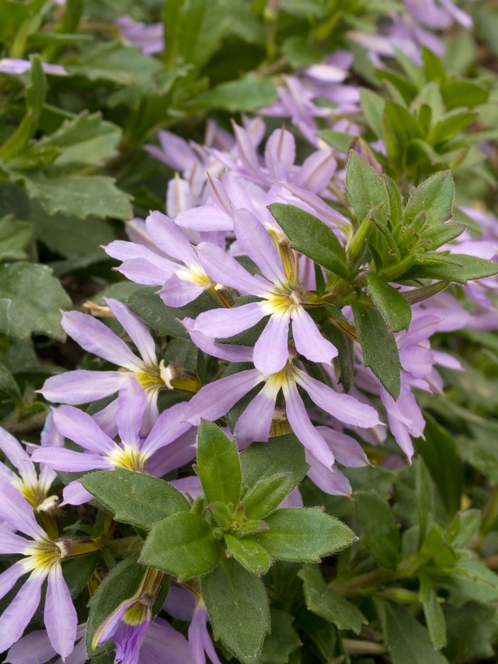 Scaevola Fairy Mix 12" HB