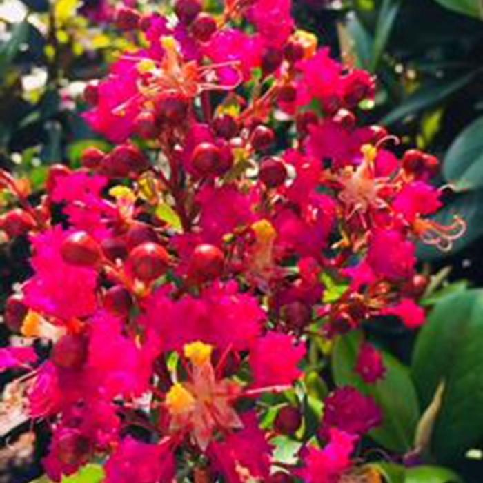 Crape Myrtle Miss Sandra 10 Gal