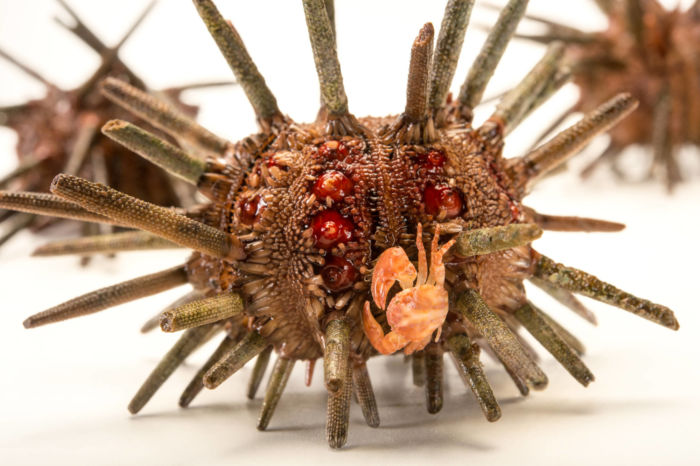 Pencil Urchin