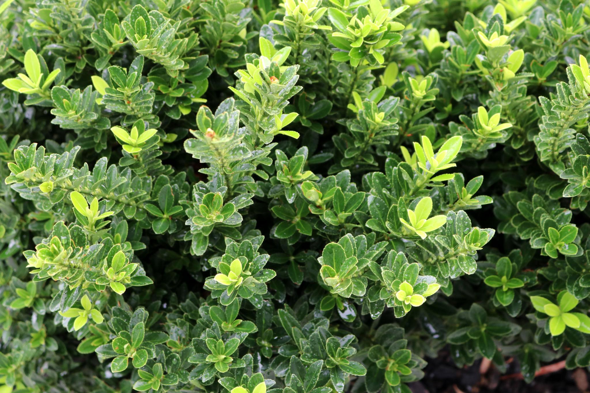 Buxus x 'Green Velvet'