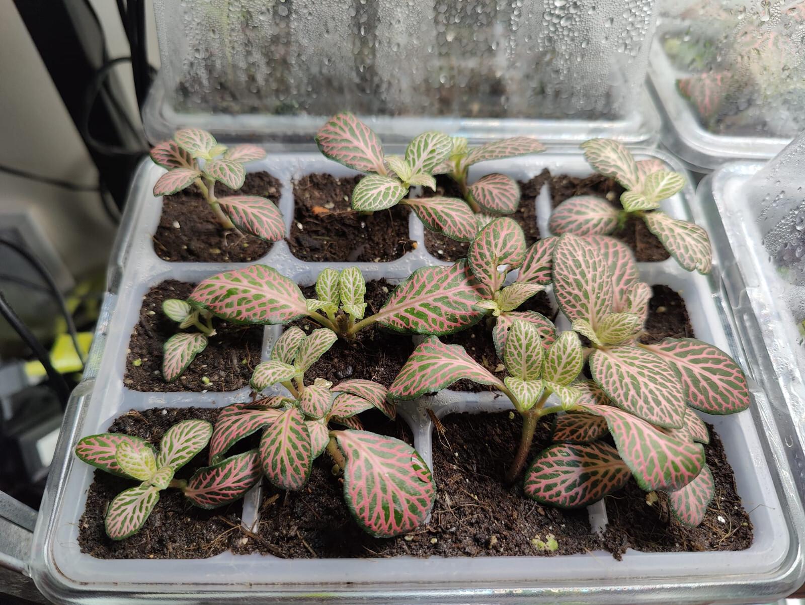 Fittonia Nerve Plant- Mini Plug Plants - 2x - Perfect For a Vivarium