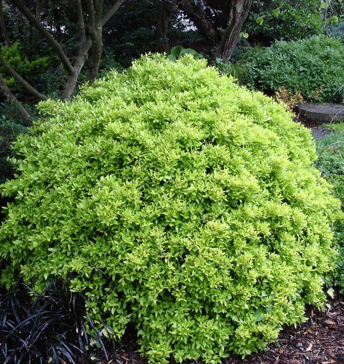 Micron Holly 3 Gal