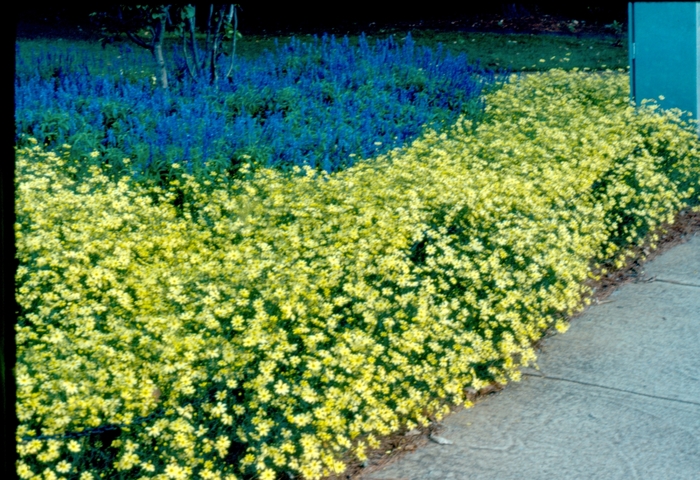 Coreopsis Route 66 2 Gal