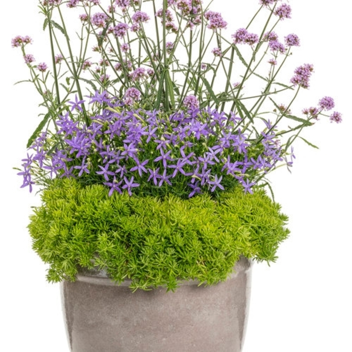 Color Bowl Small