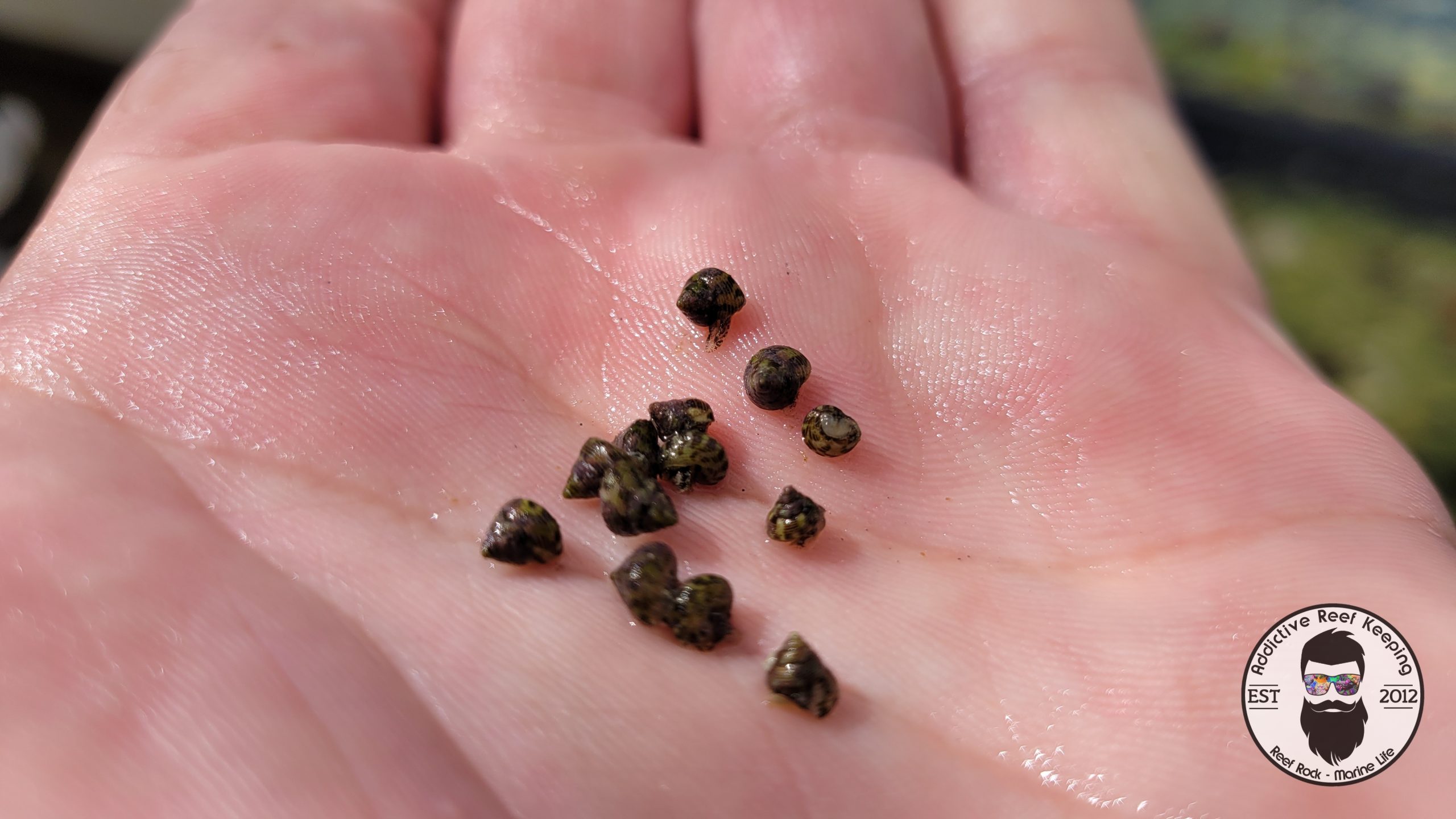 Trochus Snail Small Breeding Size