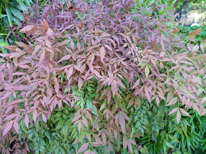 Nandina Sunray 3 Gal