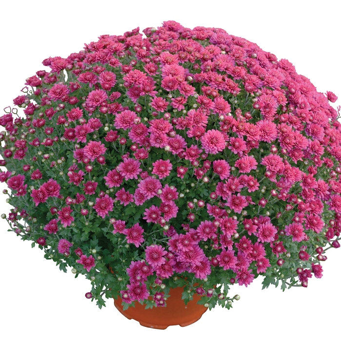 Mum Nikki Orange 3 Gal