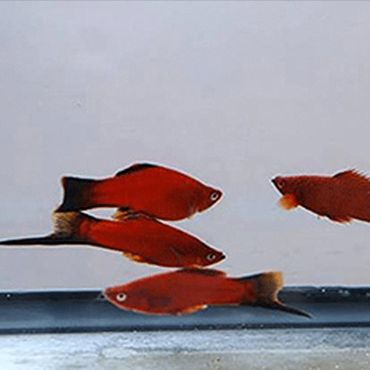 Red Wag Swordtail