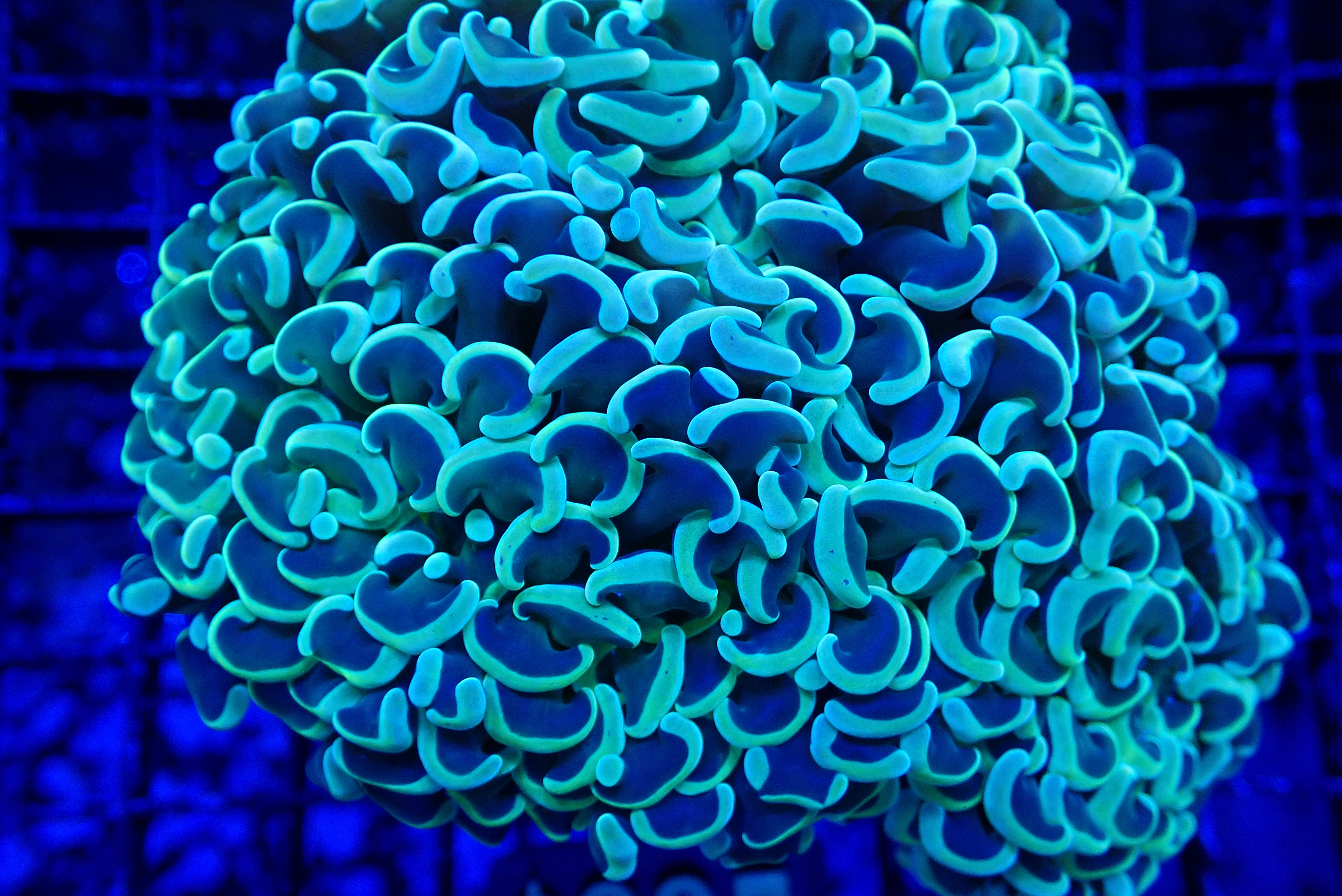 YELLOW HAMMER CORAL