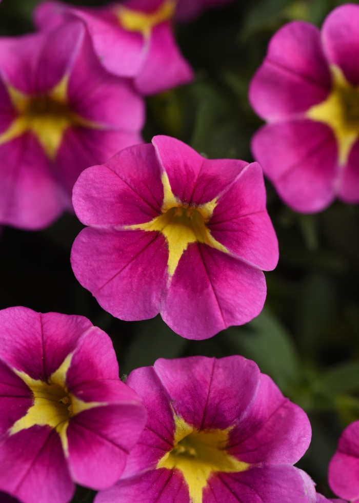 Million Bells Conga Purple Star Quart