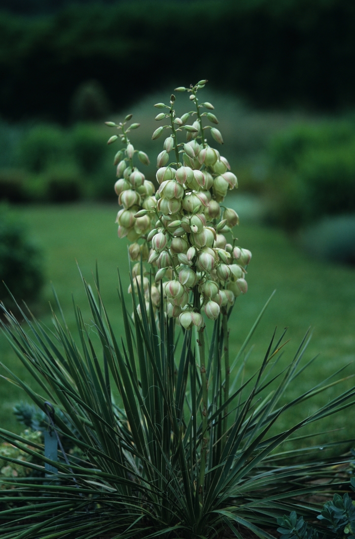 Yucca Gloriosa 3 Gal