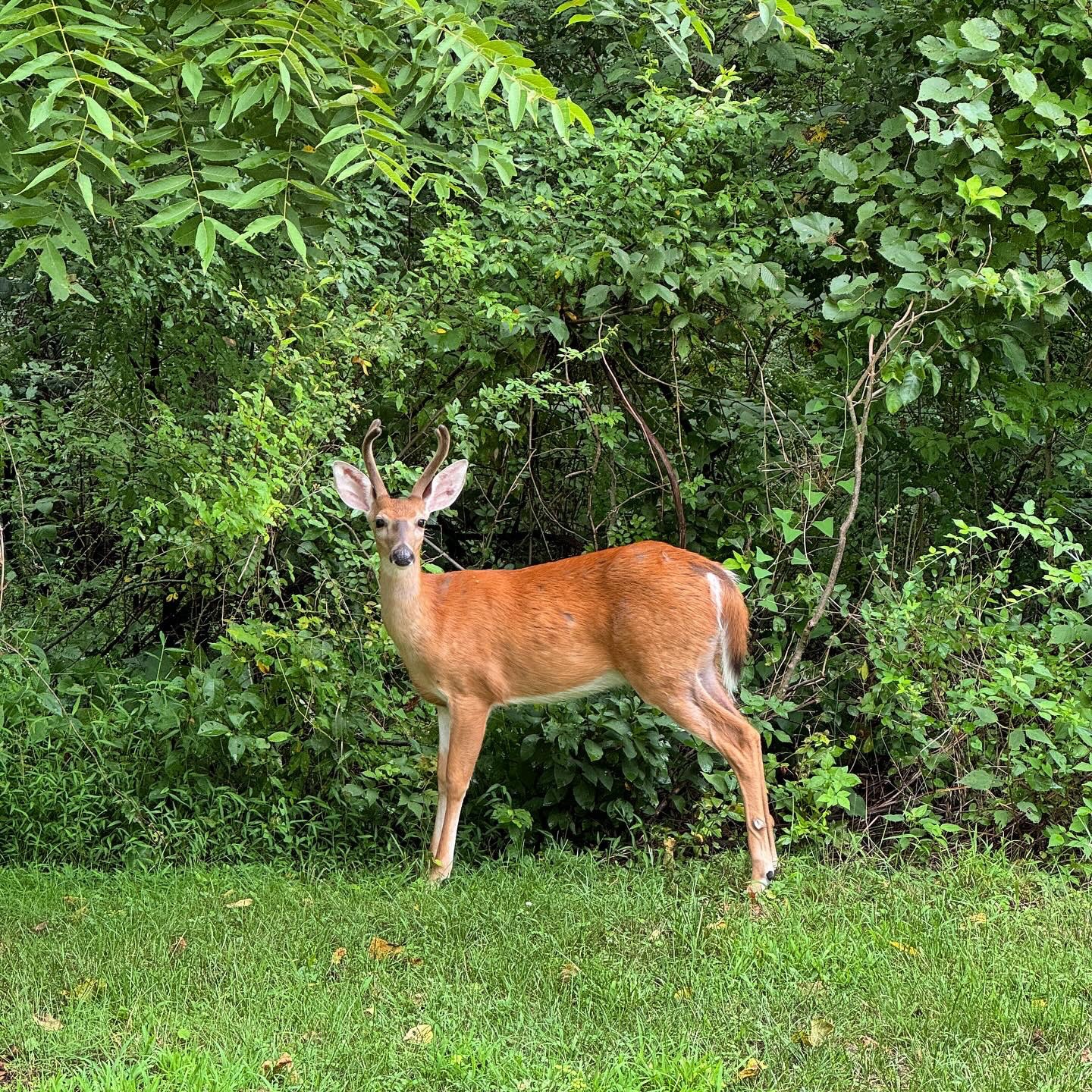 Single Basic Suite at the Nature Inn/Bald Eagle Aug. 28-30