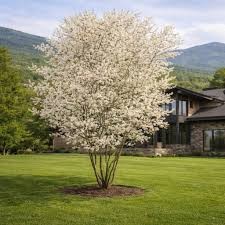 Alleghany Serviceberry (Amelanchier), 3 gallon