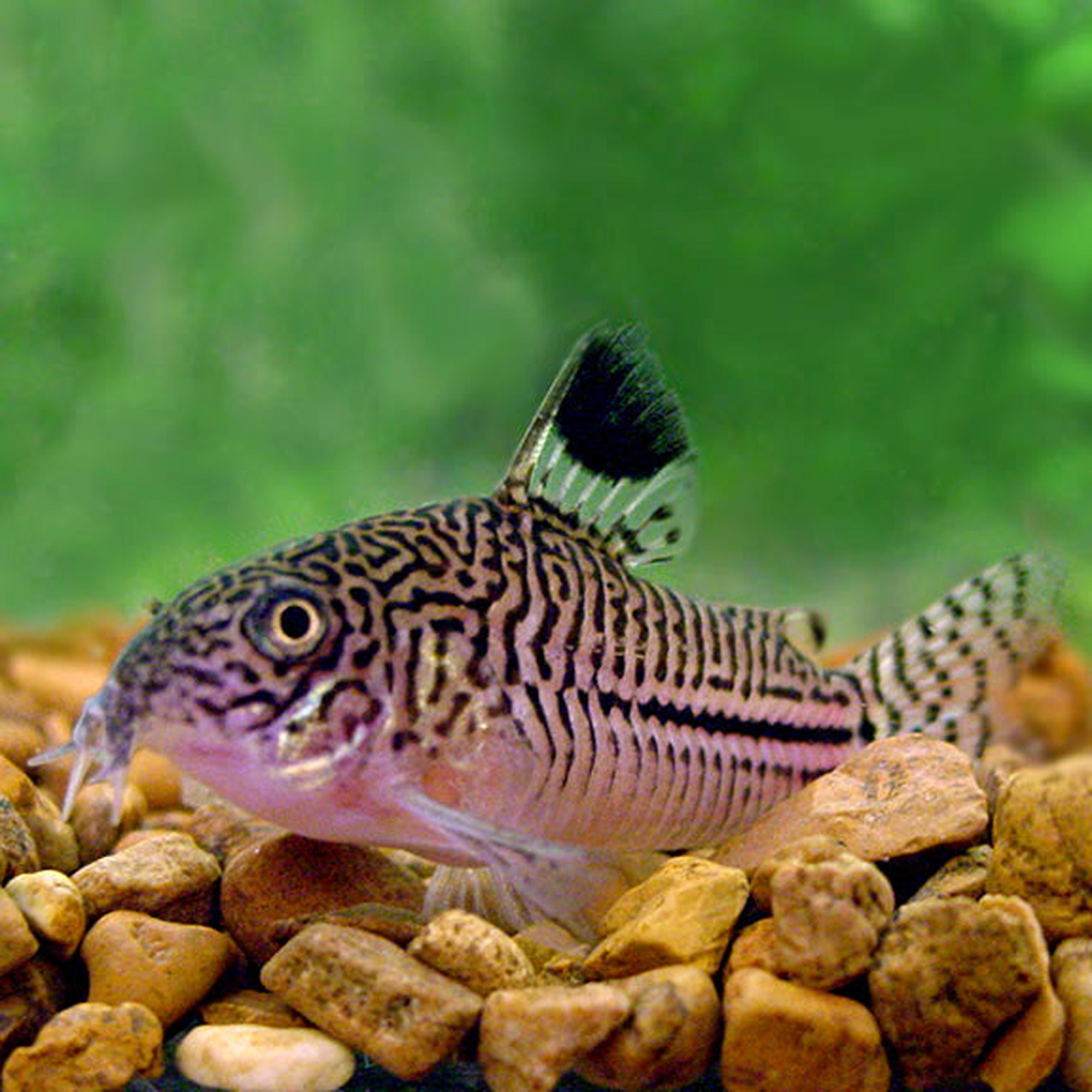 Reticulated Julii Cory