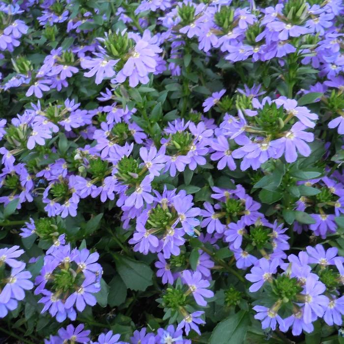 Scaevola Compact Pink Quart