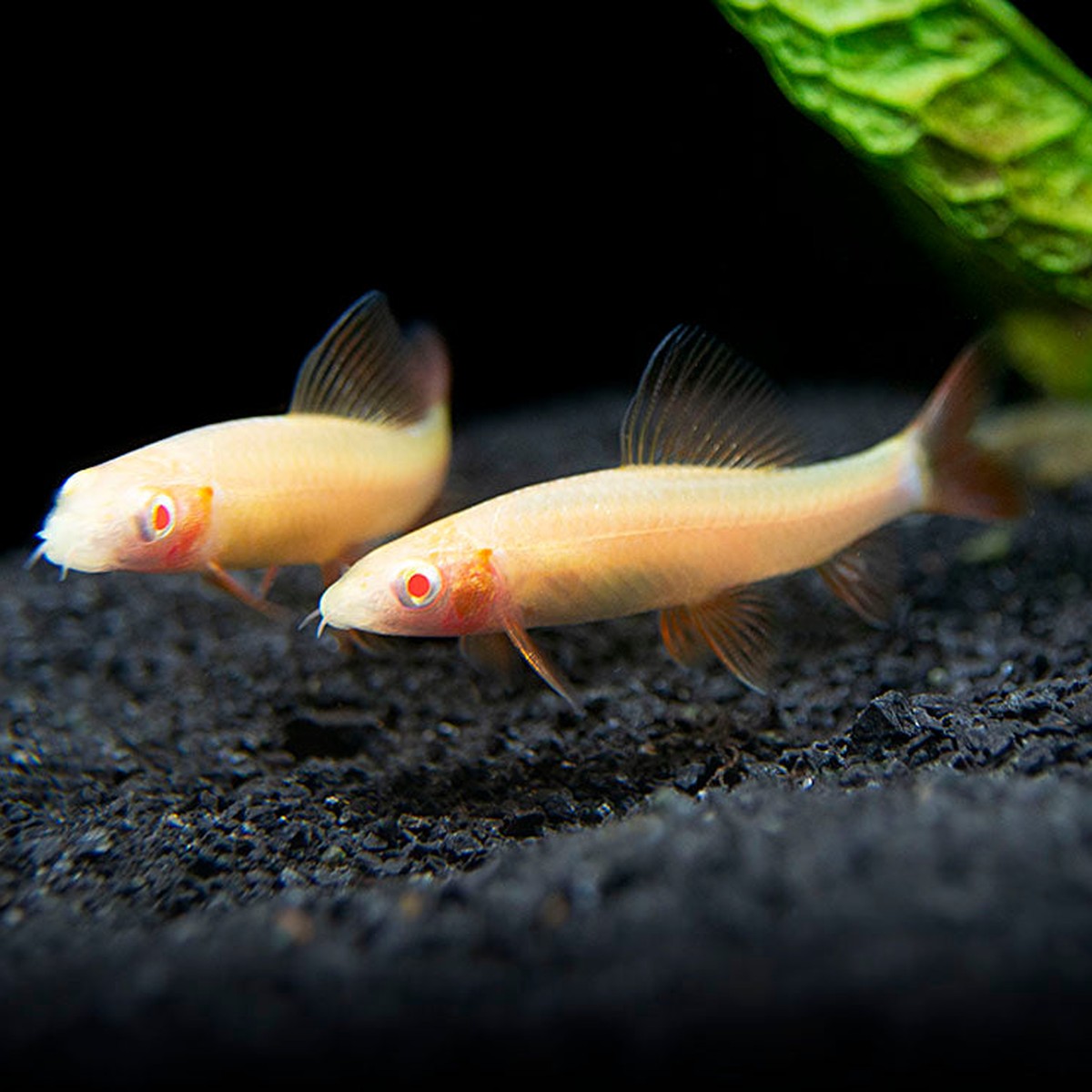 Albino Rainbow Shark