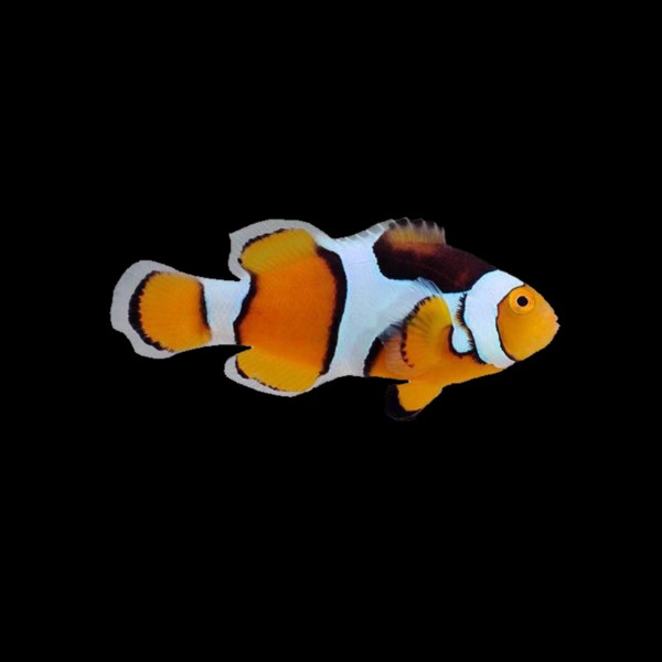 Percula Clownfish