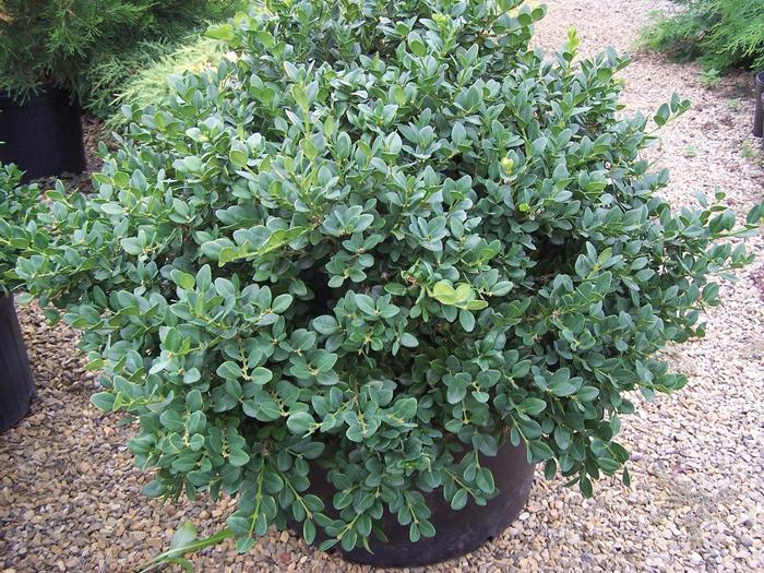 Holly Gem Boxwood 2 Gal