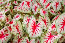 Caladium, 6"