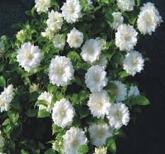 Duchess of Edinburgh Clematis, 1 gallon