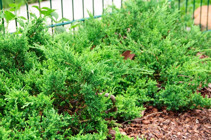 Juniper Saybrook Gold 1 Gal