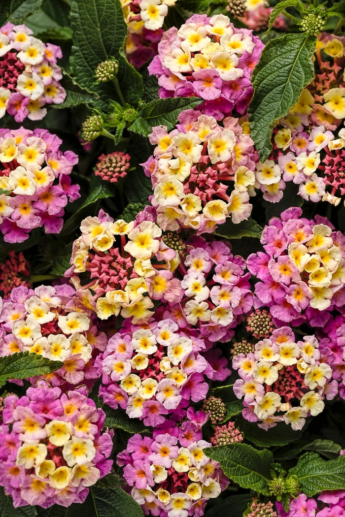 Lantana Luscious Royale Cosmos Quart PW