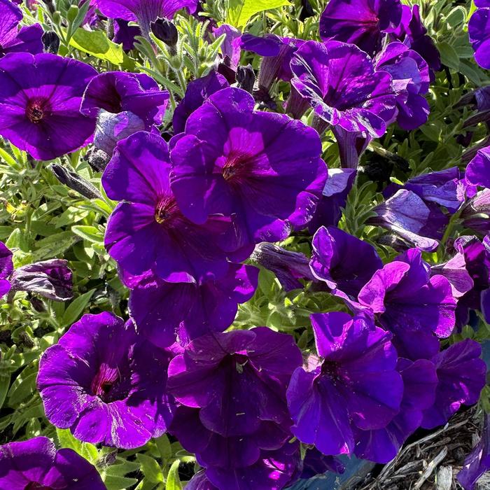 Petunia Vista Hot Pink Quart PW