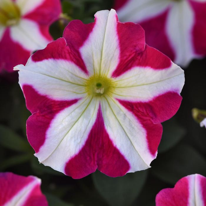 Petunia Royal Velvet Quart PW