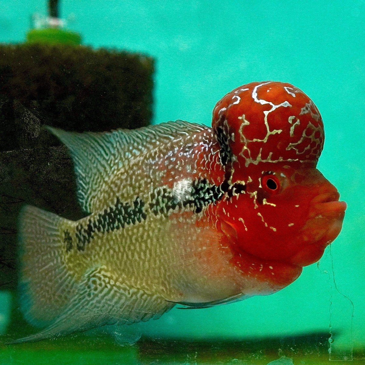 Red Dragon Flowerhorn - Male