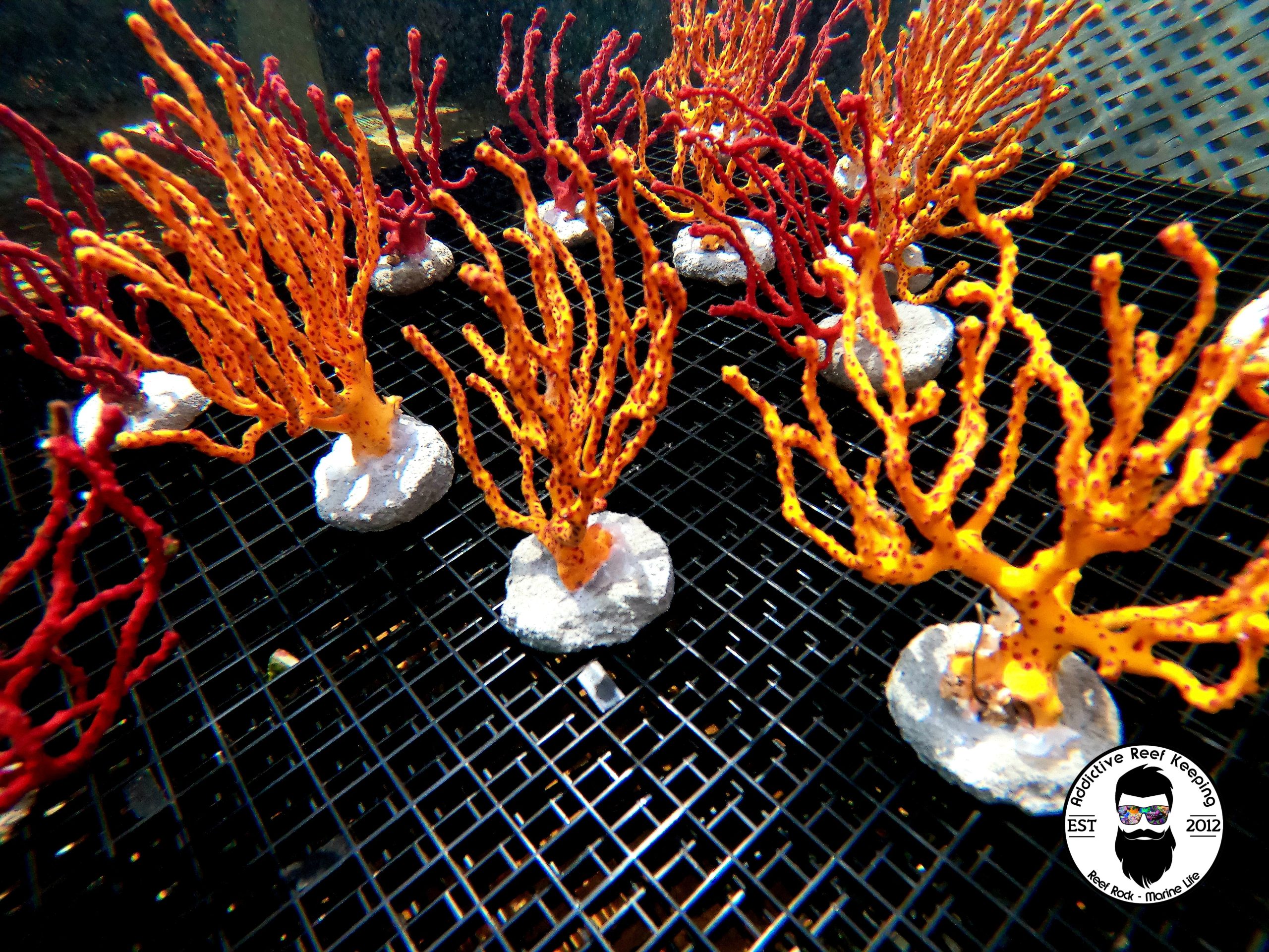 Small Yellow Finger Gorgonian NPS 4″ to 5″ Colorful Sea Rod