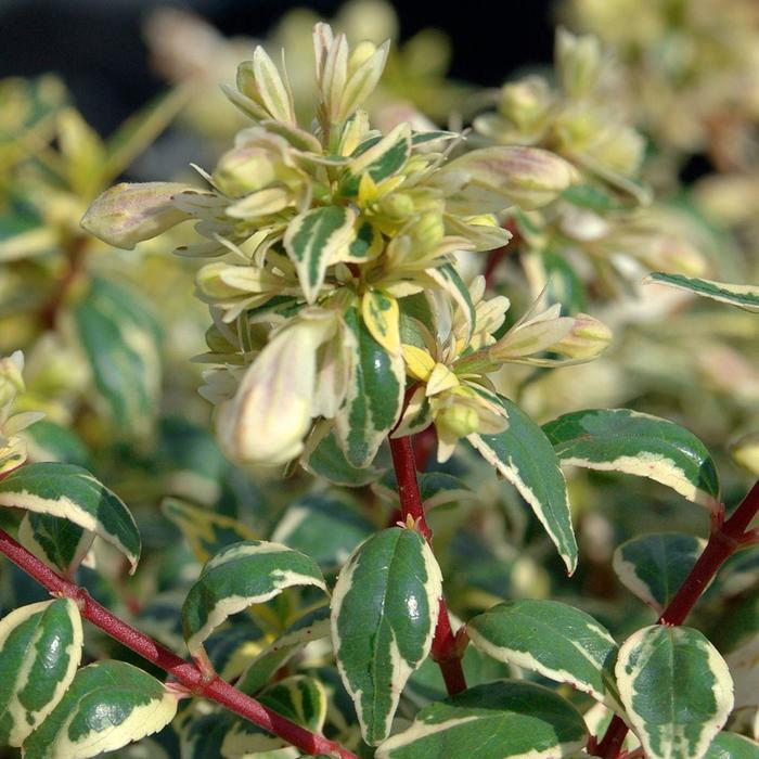 Abelia Suntastic 3 Gal