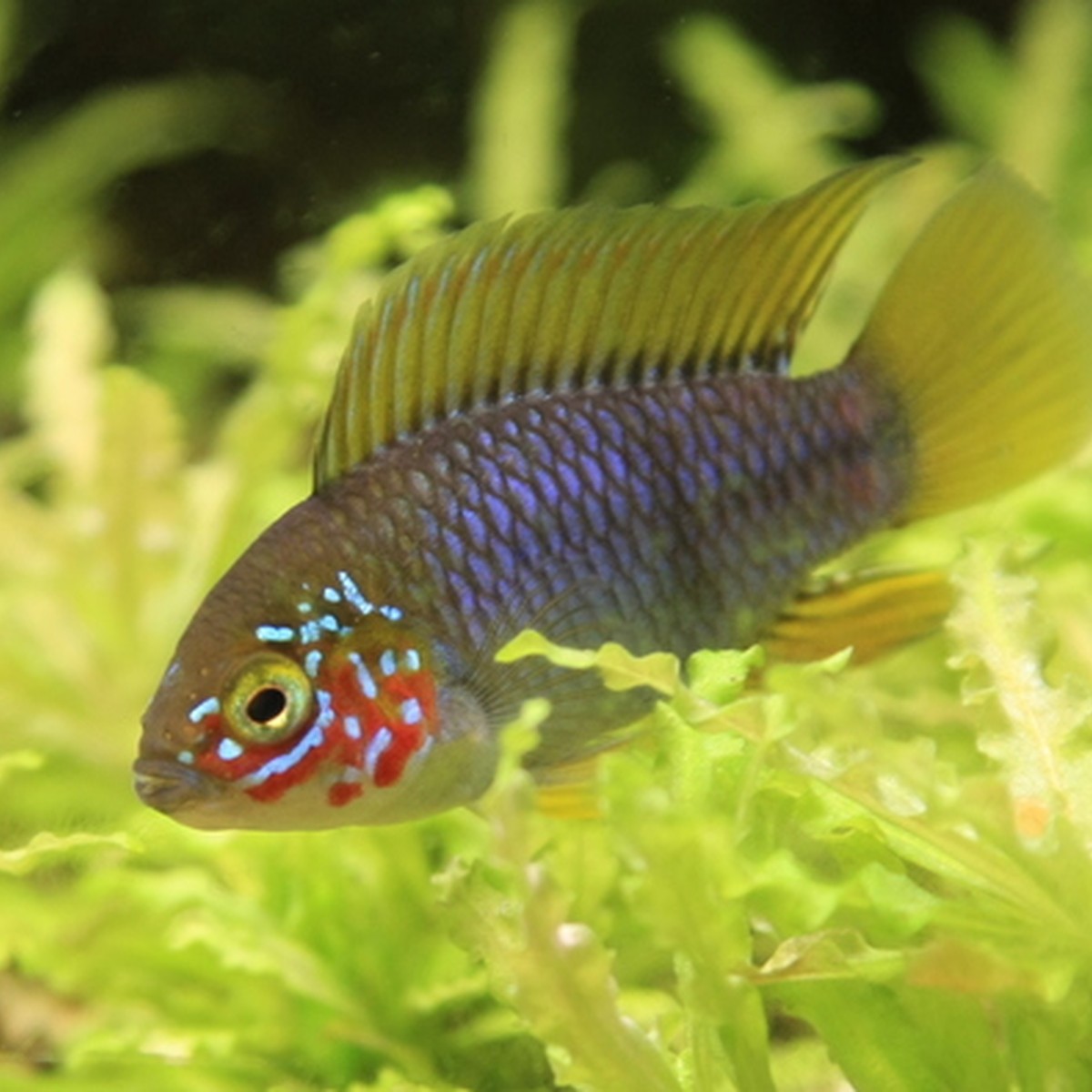 Apistogramma Borellii