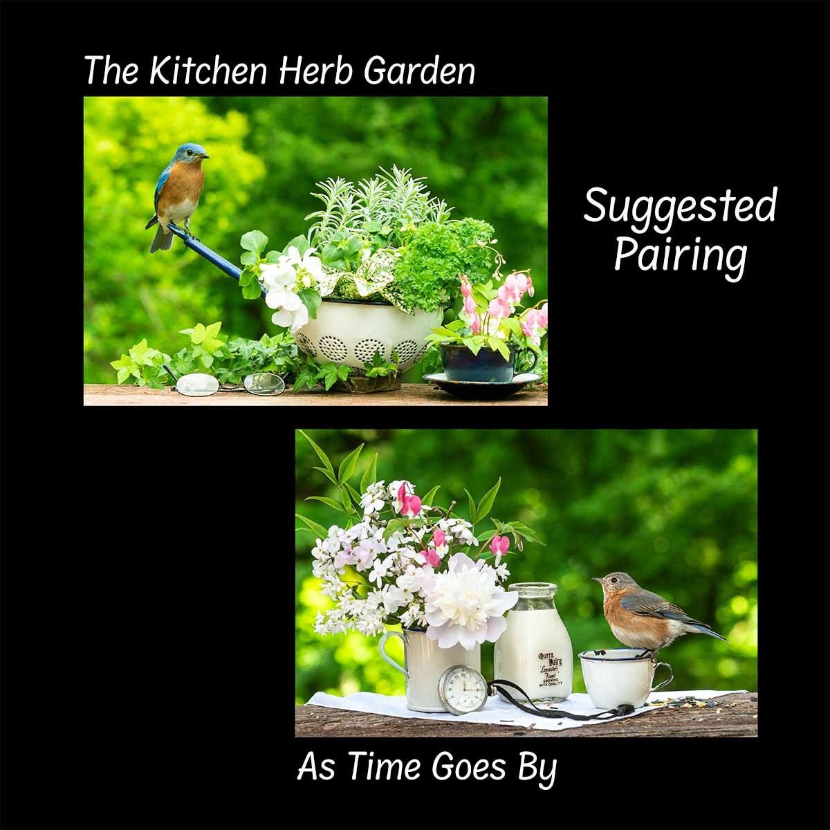 The Kitchen Herb Garden (Strainer)