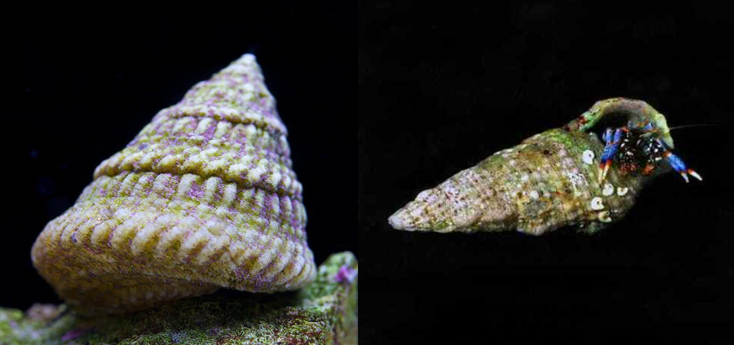 100+ MIX N MATCH Astraea Turbo Snails / Blue Leg – CLEAN UP CREW