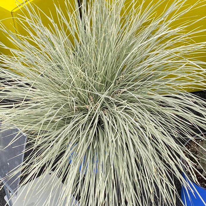 Lomandra Platinum Beauty 2 Gal