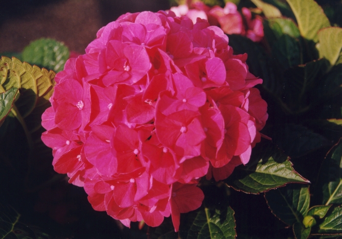 Hydrangea Froggie 3 Gal