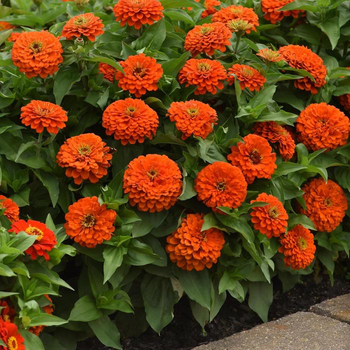 Zinnia Zesty Mix 6"