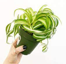 Chlorophytum (Spider Plant), 4"